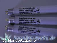KORALLEN ZUCKT Fiji purple 54W