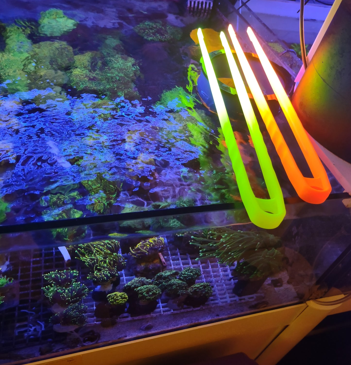 Pinza Uv reactiv giallo fluo