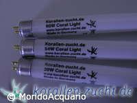 KORALLEN ZUCKT  Fiji purple 39W