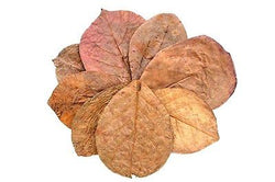 Foglia catappa 35cm