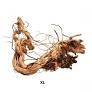 AQPET Zen Wood x-large