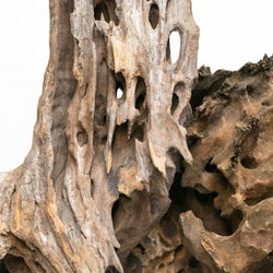 AQPET Zen wood dragon wood xlarge